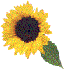Refresh the page to see the sunflower animation spin round again.